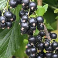 Саженец Смородина Черный десерт в контейнере